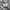 LAINE Muslim Formal shirt Pria gray photo 5