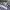 Adidas Streetwear Sportswear Jersey Pria white black photo 3