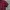 Polo Ralph Lauren Luxury Polo shirt Pria navy red photo 1