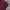 Polo Ralph Lauren Luxury Polo Shirt Pria Navy Red