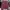 Champion Casual Sweater Pria burgundy photo 2