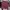 Champion Casual Sweater Pria burgundy photo 1