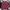 Champion Casual Sweater Pria Burgundy