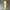 Adidas Sportswear Casual Casual Pants Pria Yellow