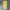 Adidas Sportswear Casual Casual pants Pria yellow photo 1