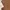 Executive Minimalist Midi dress Wanita brown photo 4