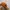 Adidas Vintage Hat Pria orange photo 4
