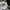 Kangol Streetwear Luxury Hat Pria white navy photo 3