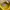 Valentino Casual Polo shirt Pria yellow photo 3