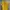 Valentino Casual Polo Shirt Pria Yellow