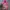 Descente Vintage Sportswear Windbreaker Pria Multicolor Pink