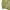 Japanese brand Vintage T-shirt Pria green photo 3