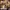 Fairy Cosplay Track jacket Pria brown black photo 1