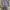 Pakaian adat Kebaya Wanita gray photo 1