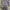 Pakaian Adat Kebaya Wanita Gray