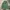 Avirex Vintage Streetwear Parka Pria green photo 8