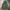 Avirex Vintage Streetwear Parka Pria green photo 1