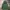 Avirex Vintage Streetwear Parka Pria Green