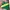 Polo Ralph Lauren Vintage Y2K Short Pria Green Yellow