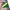 Polo Ralph Lauren Vintage Y2K Short Pria Green Yellow