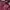 NII Casual Hoody Pria burgundy photo 4