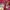 Luxury Avant Garde Wanita green red photo 6