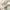 Beverly Hills Polo Club Sportswear Casual Polo shirt Pria cream photo 6