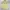 Pearly Gates Sportswear Casual Polo shirt Pria gray yellow photo 2