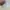 Lolita Minimalist Crop top Wanita white photo 4