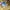 Adidas Vintage Casual Short Pria yellow photo 3