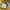 Adidas Vintage Casual Short Pria yellow photo 7