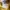 Adidas Vintage Casual Short Pria yellow photo 5