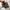 Timberland Casual Sneakers Pria brown photo 3
