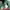 Gung Ho Streetwear Casual Formal pants Pria green photo 5