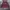 Streetwear Sweater Wanita burgundy photo 1
