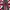 Burberry Casual Casual trouser Wanita burgundy navy photo 1