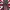 Burberry Casual Casual Trouser Wanita Burgundy Navy