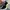 Adidas Indie Casual Sneakers Pria white black photo 4