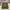 Casual Short Pria green photo 2