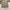Casual Short Pria cream photo 1