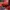 Lee Cooper Vintage Y2K Fleece Pria red photo 3