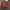 Lee Cooper Vintage Y2K Fleece Pria red photo 1