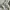 Carhartt Streetwear T-shirt Pria white photo 7