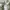 Carhartt Streetwear T-shirt Pria white photo 5