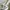 Carhartt Streetwear T-shirt Pria white photo 6