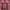 Japanese brand Lolita Coquette Mini skirt Wanita pink brown photo 2