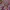 Japanese brand Cosplay Coquette Mini skirt Wanita burgundy pink photo 3
