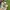 Nike Streetwear Skater Sneakers Pria tan brown photo 1