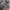 Badboy Vintage Casual Parka Pria red gray photo 4