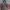 Badboy Vintage Casual Parka Pria red gray photo 3